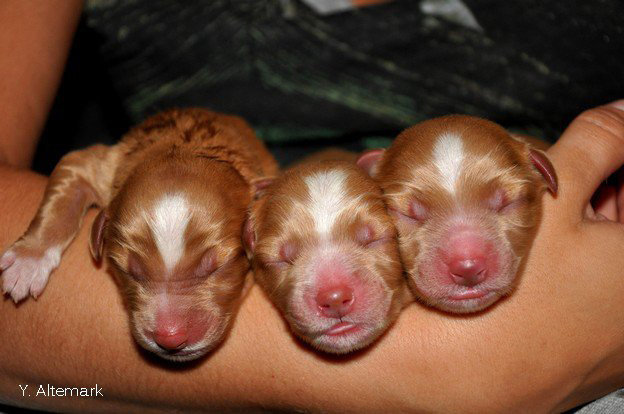 Newborn